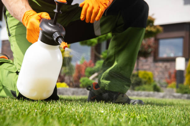 Best Termite Control Services  in Hollis, OK