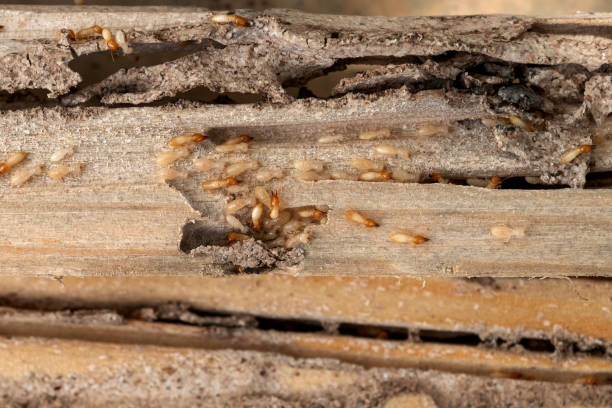 Best Wasp Removal Services  in Hollis, OK